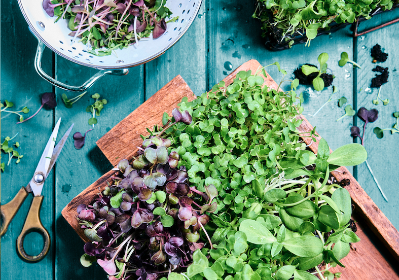 Trays of fresh microgreens
